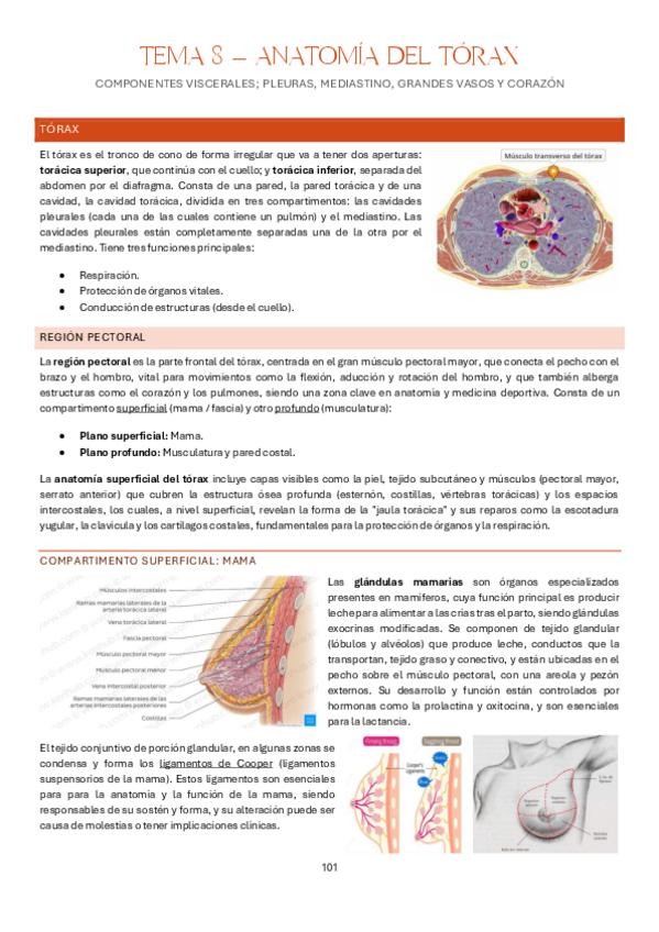 Miniatura del documento Tema-8-Estructura-y-Funcion-del-Cuerpo-Humano-I-Anatomia.pdf