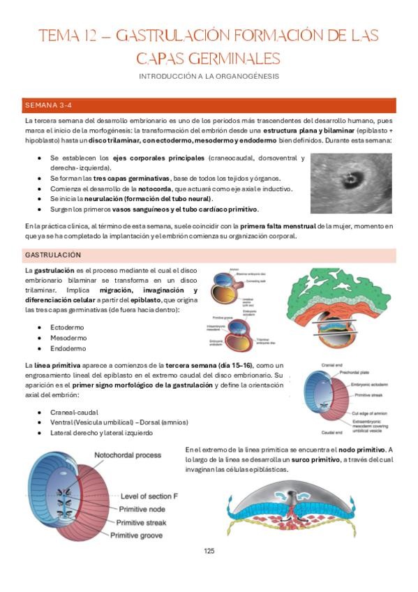 Miniatura del documento Tema-12-Estructura-y-Funcion-del-Cuerpo-Humano-I-Anatomia.pdf