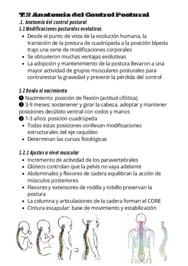 Miniatura del documento apuntes-anatomia.pdf