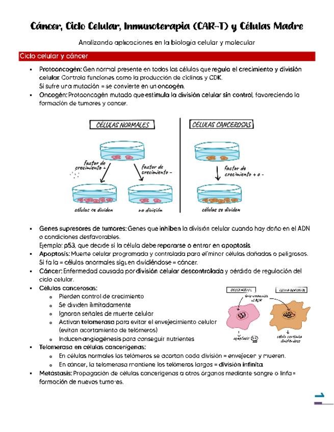 Miniatura del documento Cancer y ciclo celular.pdf.pdf