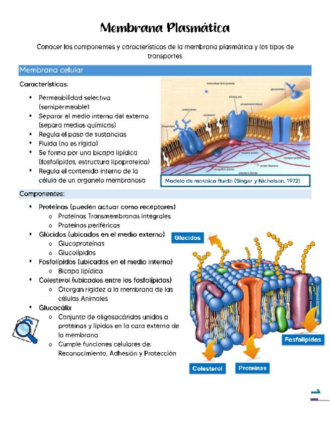 Miniatura del documento Membrana-Plasmatica.pdf