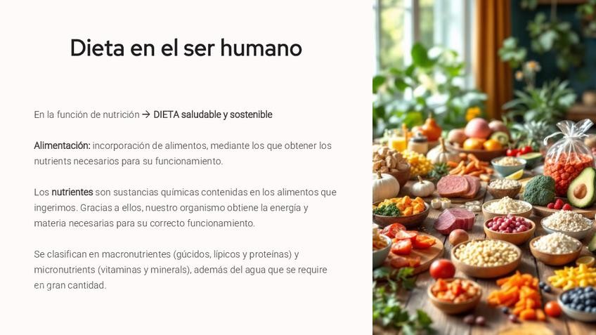 Miniatura del documento Alimentacion-y-dieta.pdf