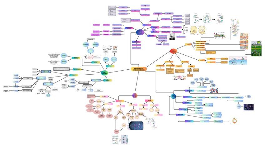 Miniatura del documento MAPA-MENTAL-BIOSINTESIS-DE-MACROMOLECULAS.pdf