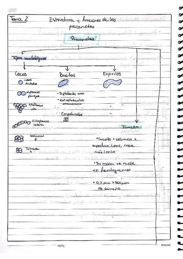 Miniatura del documento MicrobioTema2.pdf