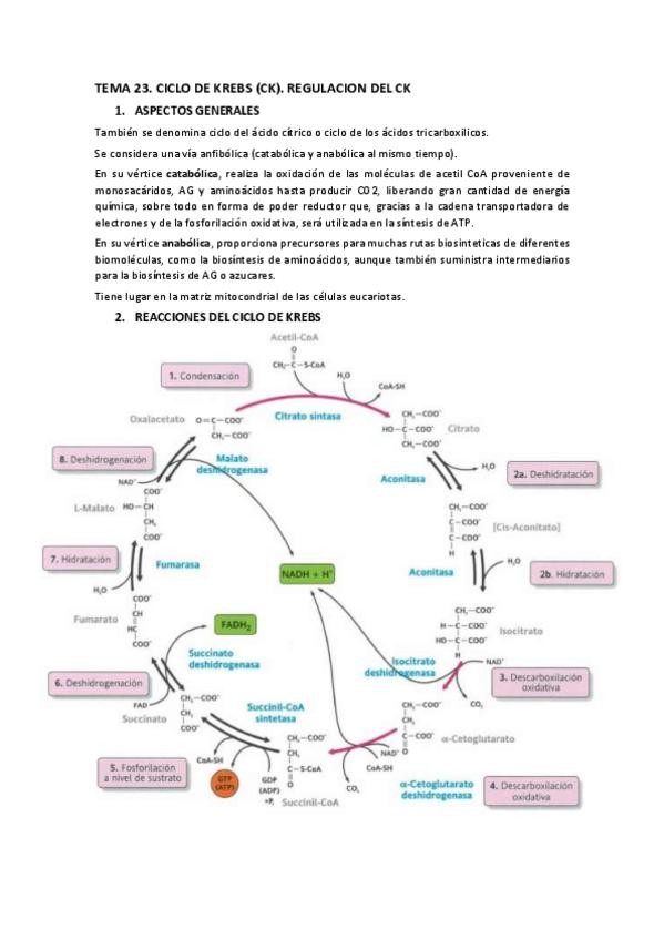 Miniatura del documento TEMA-23.-Ciclo-de-Krebs.pdf