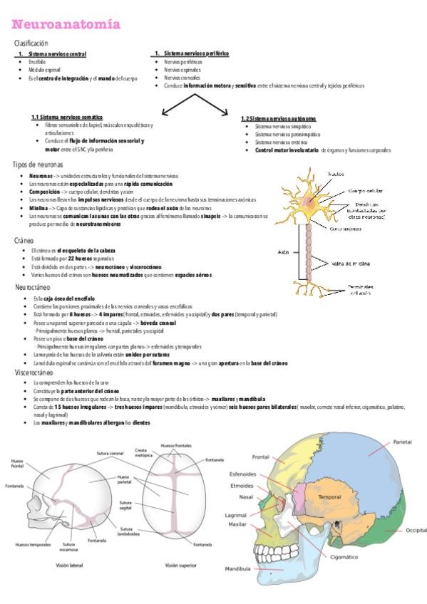 Miniatura del documento Tema-7-Neuroanatomia.pdf