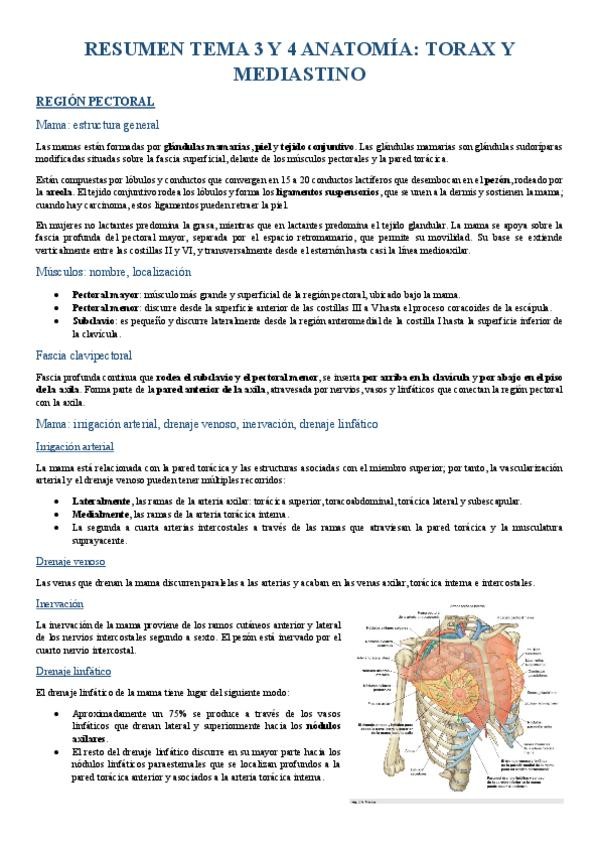 Miniatura del documento RESUMEN-T3-Y-T4-ANATOMIA.pdf