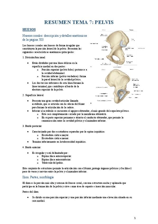 Miniatura del documento RESUMEN-T7-ANATOMIA.pdf
