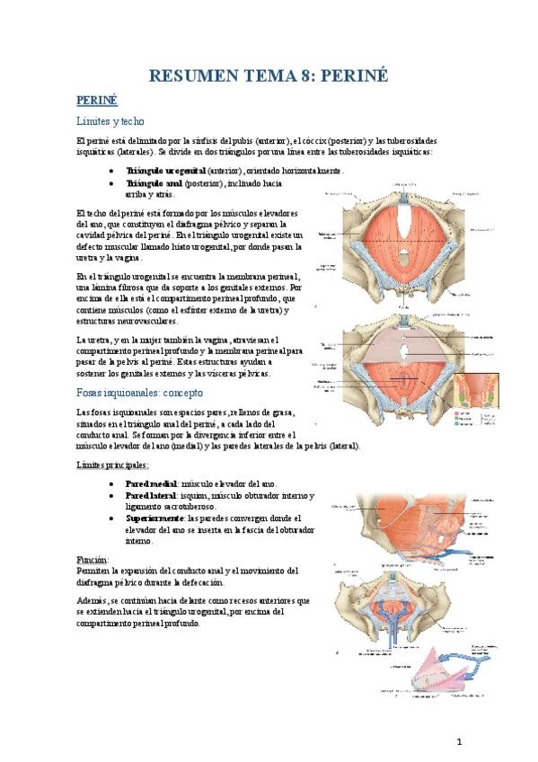 Miniatura del documento RESUMEN-T8-ANATOMIA.pdf