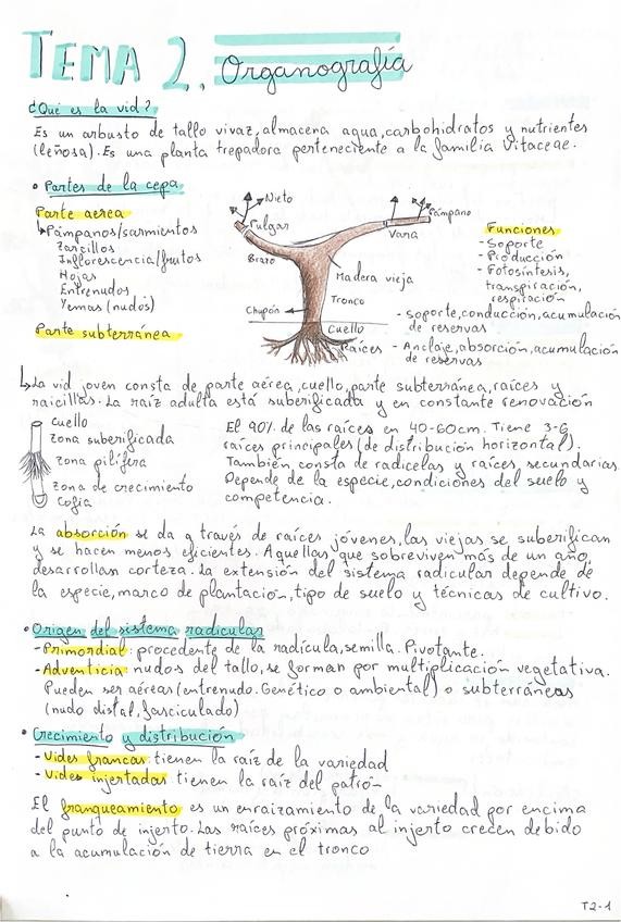 Miniatura del documento Tema-2.Organografia.pdf