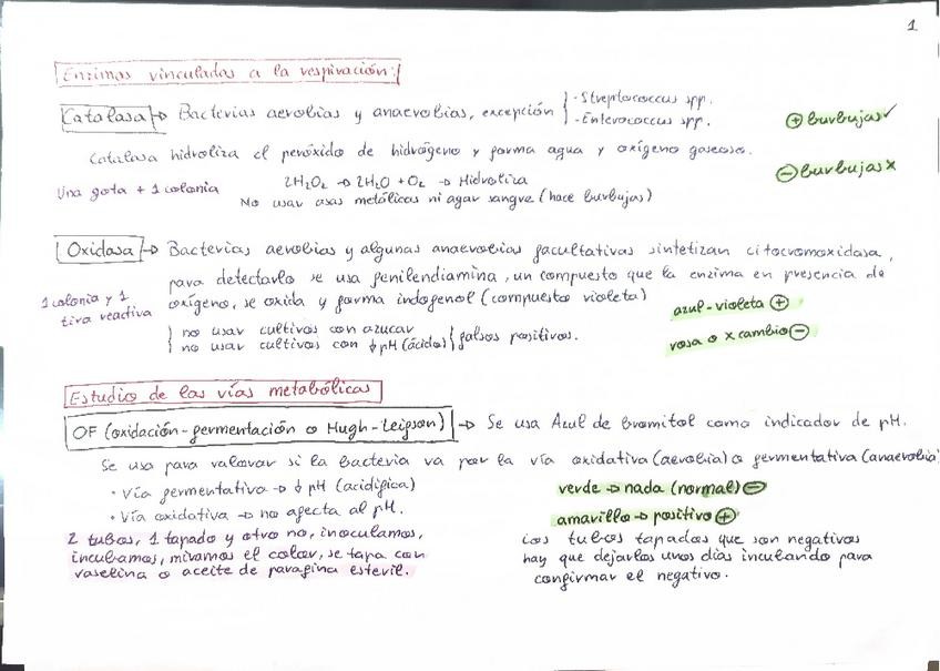 Miniatura del documento Pruebas-bioquimicas-microbiologia-clinica-cocos-gram--cocos-gram-y-enterobacterias.pdf