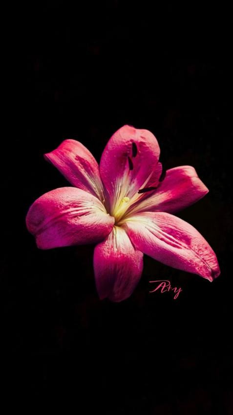 Miniatura del documento Primer-trimestre-Politica-exterior-y-Diplomacia1.pdf