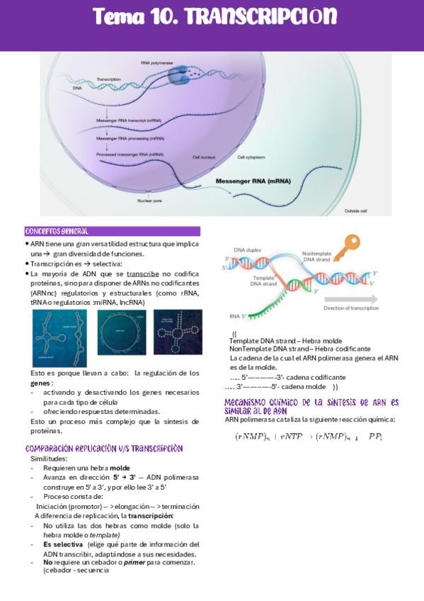 Miniatura del documento B.Tema-10-TRANSCRIPCION.pdf