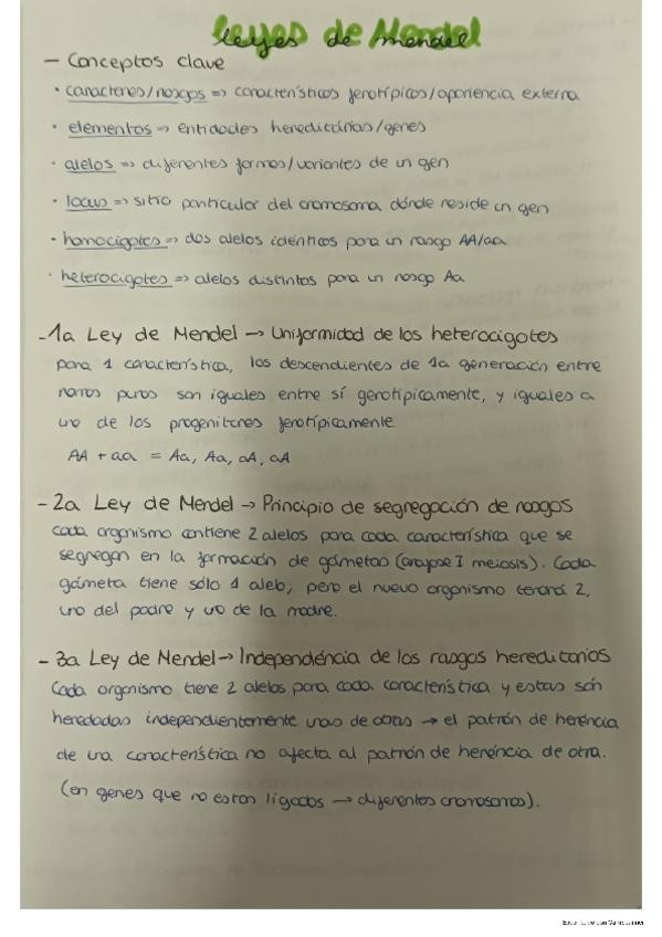 Miniatura del documento resumen-leyes-mendel.pdf
