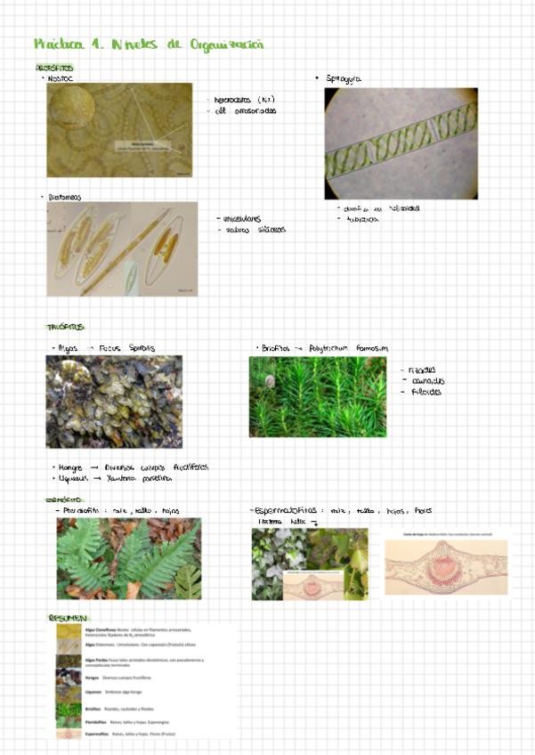Miniatura del documento 1251124173240.pdf