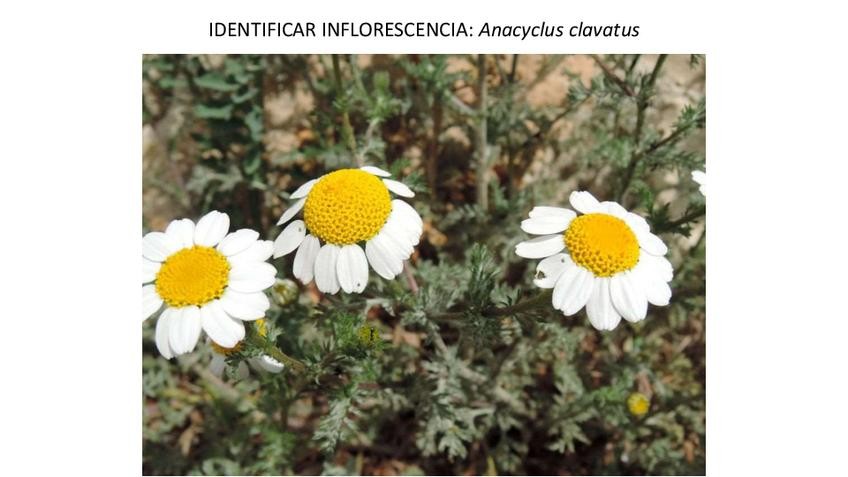 Miniatura del documento 11-inflorescencia251125201927.pdf