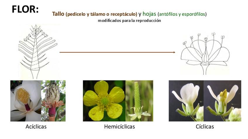 Miniatura del documento 9-Flor251125195038.pdf