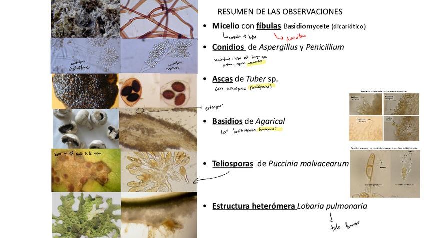 Miniatura del documento 3251125190707.pdf