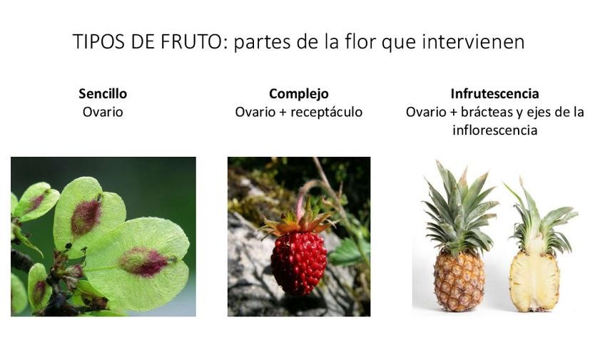 Miniatura del documento 10-Fruto251125203455.pdf