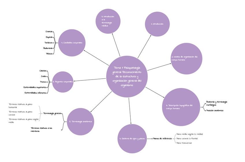 Miniatura del documento Esquema-Tema-1-Fisiopatologia-General.pdf