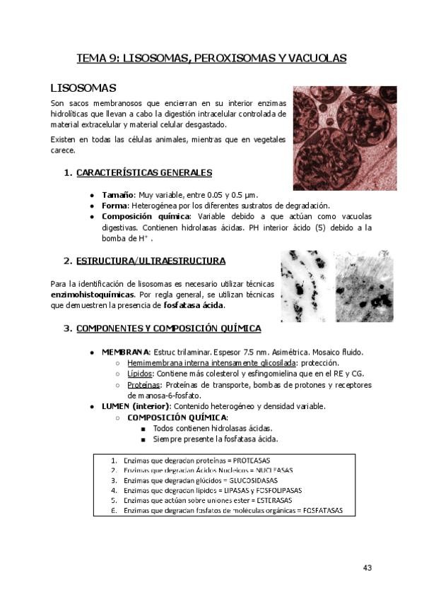 Miniatura del documento TEMA-9.-LISOSOMAS-PEROXISOMAS-Y-VACUOLAS-VEGETALES.pdf