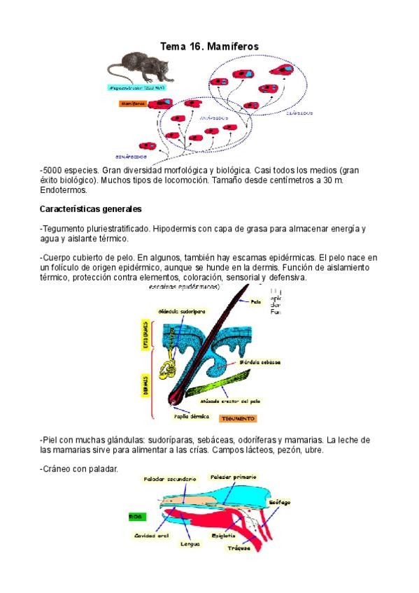 Miniatura del documento Tema-16.pdf