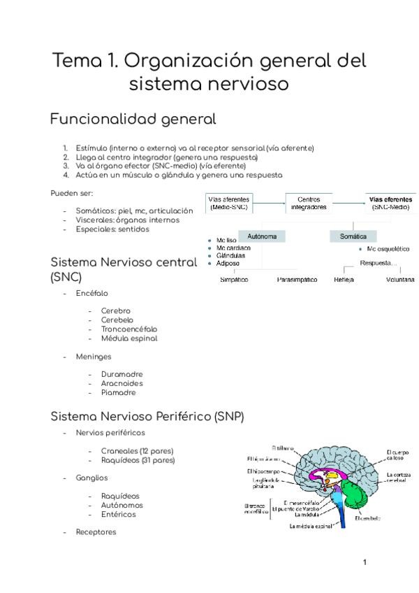 Miniatura del documento Tema-1.-Organizacion-general-del-sistema-nervioso.pdf
