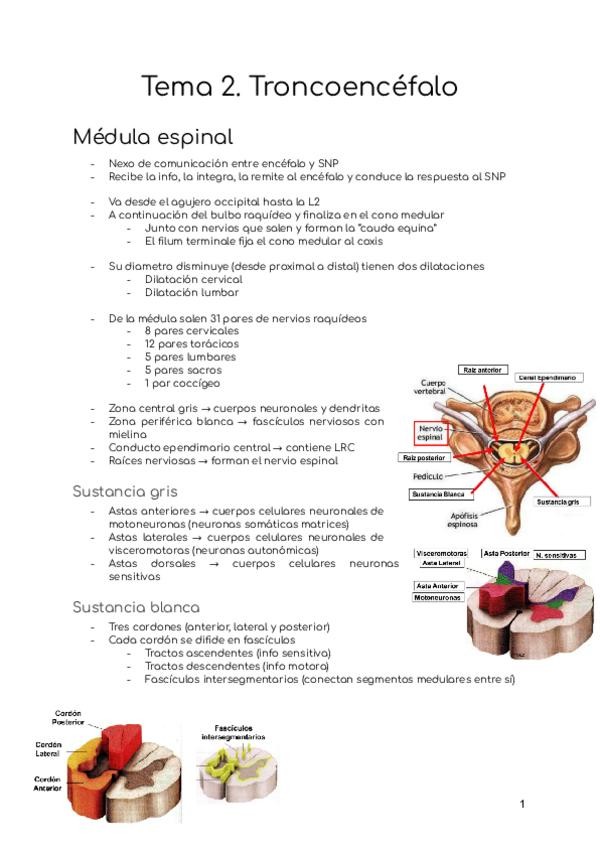 Miniatura del documento Tema-2.-Troncoencefalo.pdf