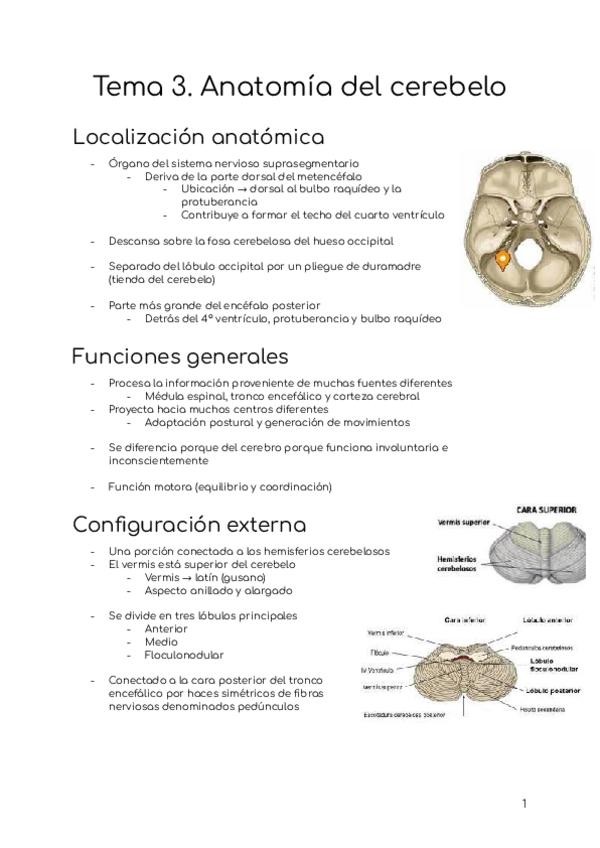 Miniatura del documento Tema-3.-Anatomia-del-cerebelo.pdf