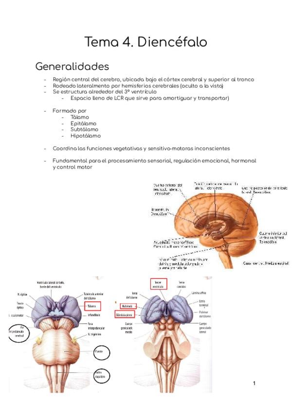 Miniatura del documento Tema-4.-Diencefalo.pdf
