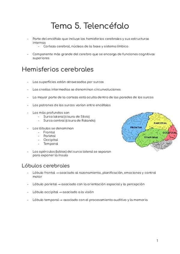 Miniatura del documento Tema-5.-Telencefalo.pdf