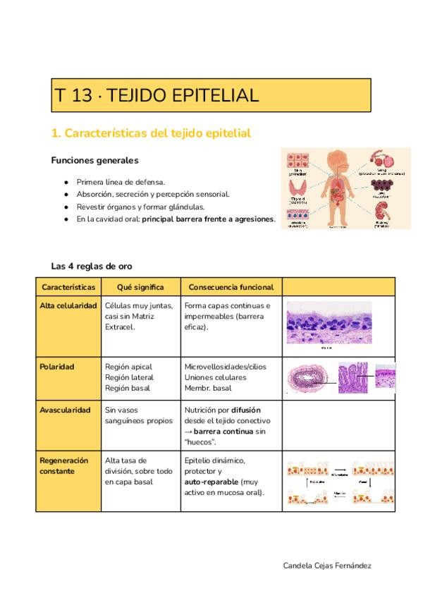 Miniatura del documento TEMA-13-TEJIDO-EPITELIAL.pdf