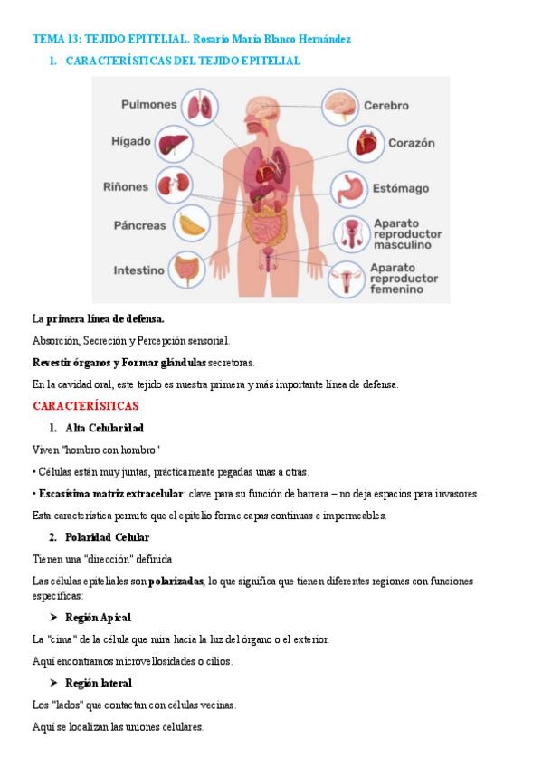 Miniatura del documento TEMA-13.-TEJIDO-EPITELIAL.pdf