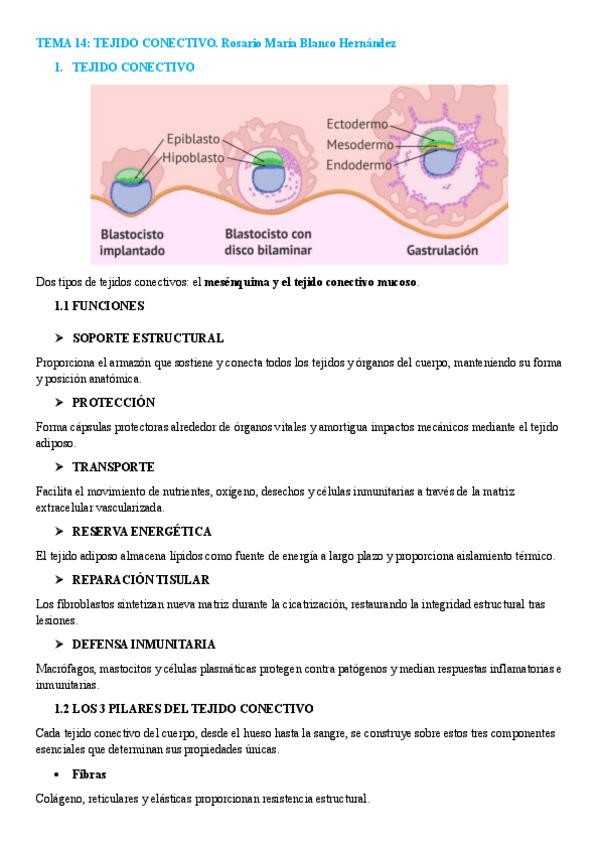 Miniatura del documento TEMA-14.-TEJIDO-CONECTIVO.pdf