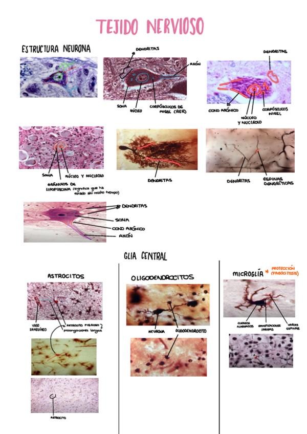 Miniatura del documento TEJIDO-NERVIOSO.pdf