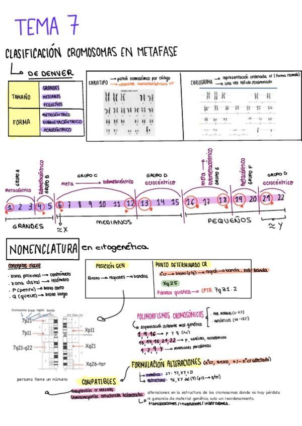 Miniatura del documento TEMA-7.pdf