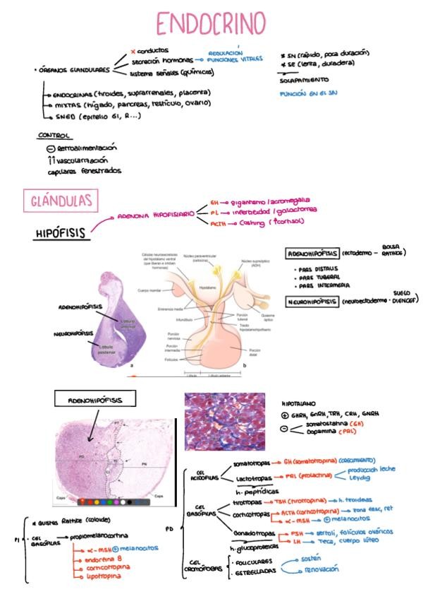 Miniatura del documento SISTEMA-ENDOCRINO.pdf