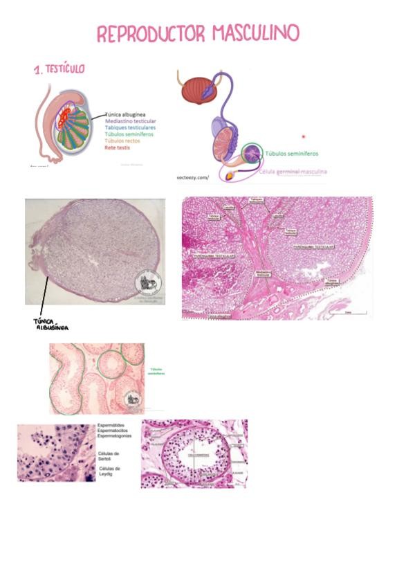 Miniatura del documento REPRODUCTOR-MASCULINO.pdf