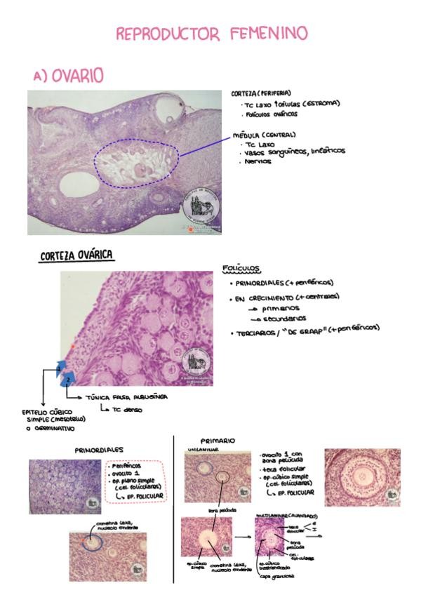 Miniatura del documento REPRODUCTOR-FEMENINO.pdf