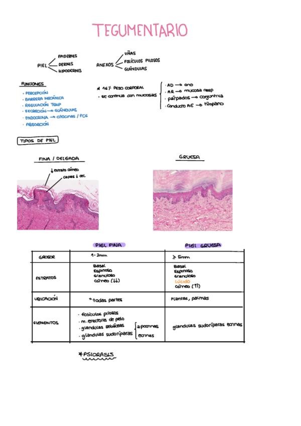 Miniatura del documento SISTEMA-TEGUMENTARIO.pdf