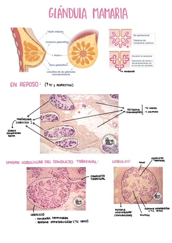 Miniatura del documento GLANDULA-MAMARIA.pdf