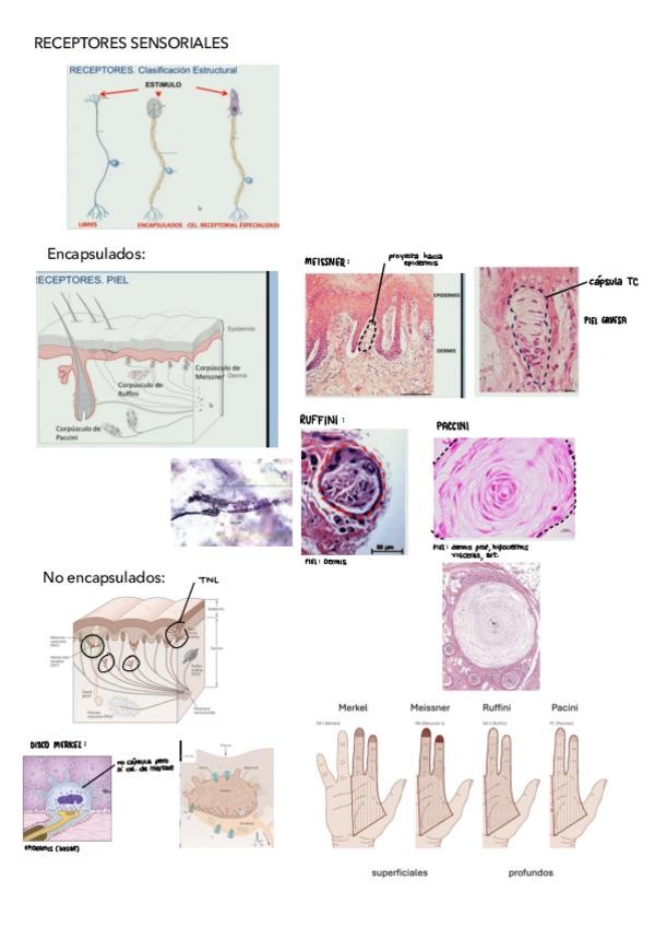 Miniatura del documento NERVIOSO.pdf