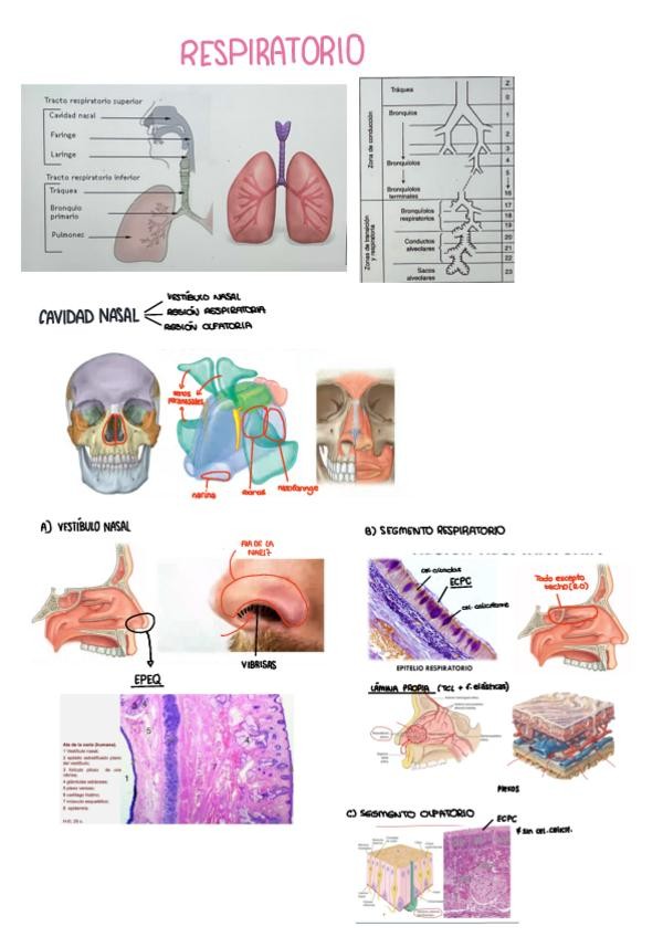 Miniatura del documento RESPIRATORIO.pdf