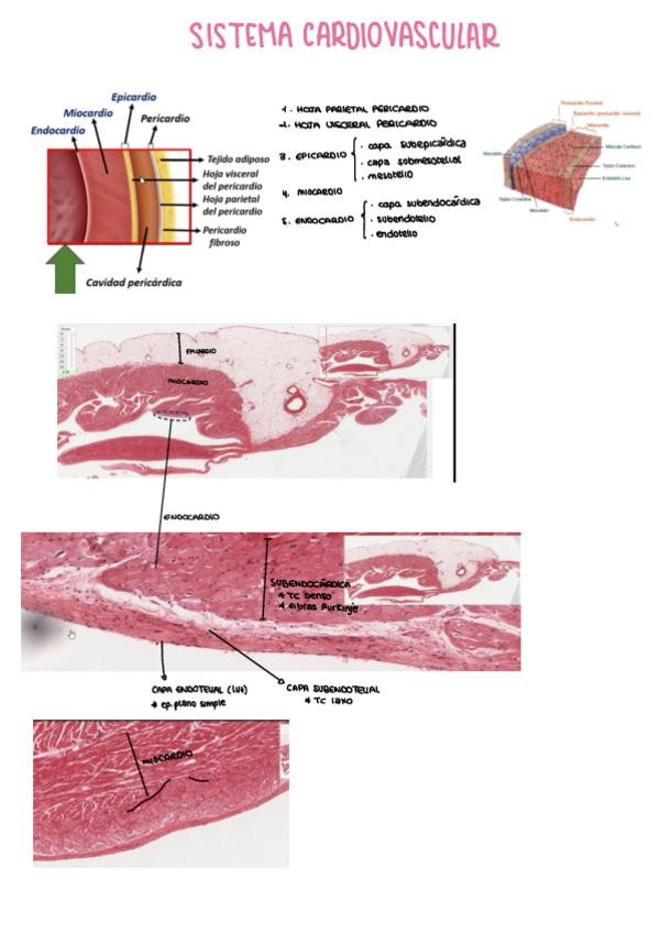 Miniatura del documento CARDIOVASCULAR.pdf