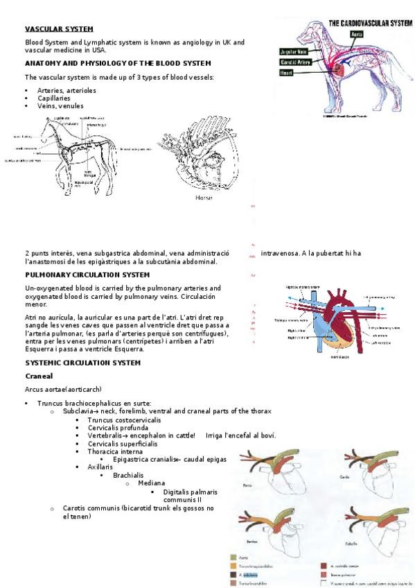 Miniatura del documento Angiology.docx