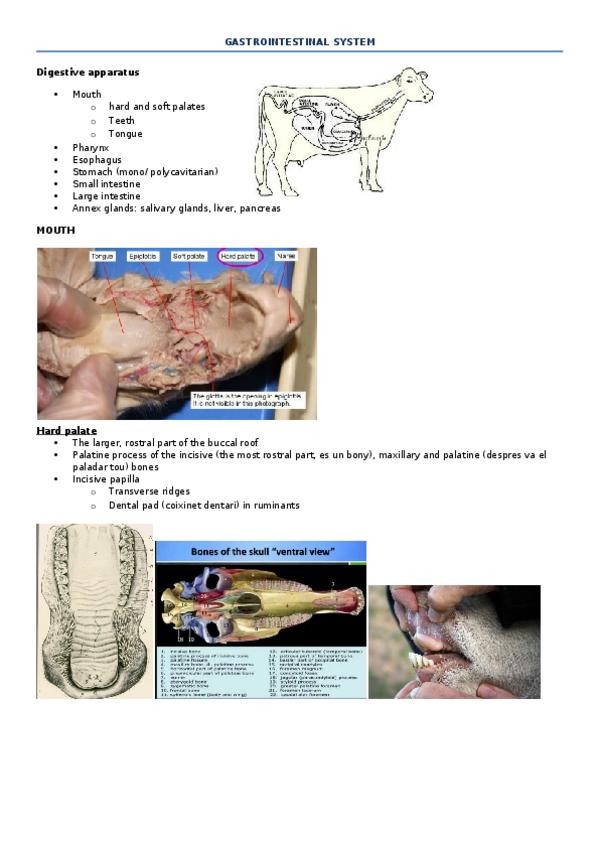 Miniatura del documento Gastrointestinal System.docx