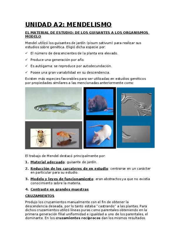 Miniatura del documento UNIDAD A COMPLETO.docx