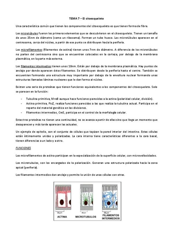 Miniatura del documento TEMA 7_Citoesqueleto.pdf