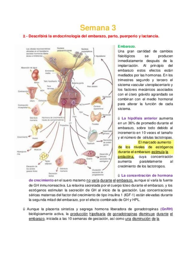 Miniatura del documento Bioca PP&PP Semana 3 - Endocrinología del embarazo y puerperio.pdf