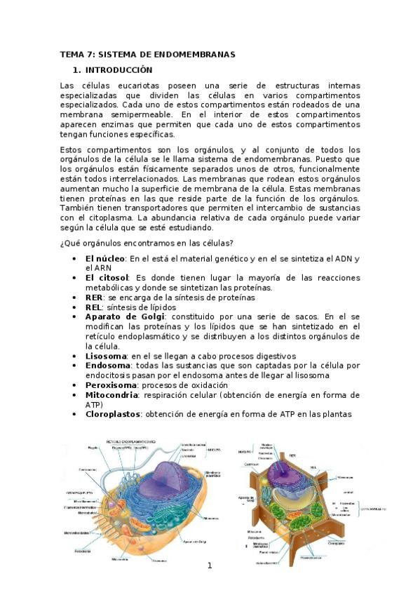 Miniatura del documento apuntes tema 7.docx